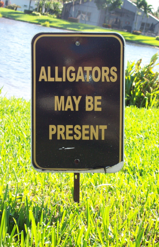 Alligators at the Beach