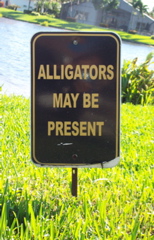 Alligators at the Beach