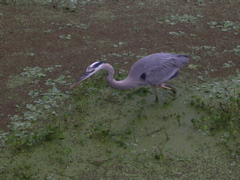 Wetlands Sanctuary